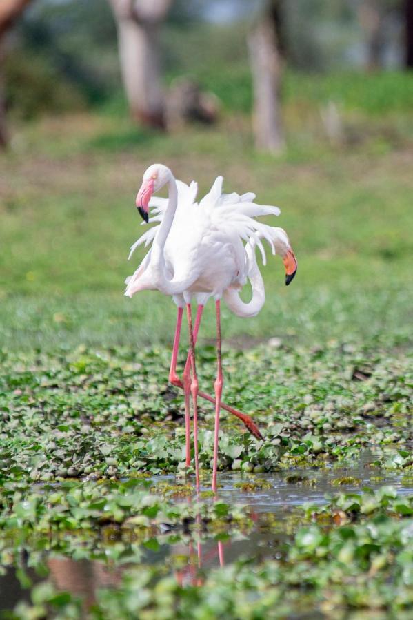 Lake Naivasha Crescent Camp ภายนอก รูปภาพ