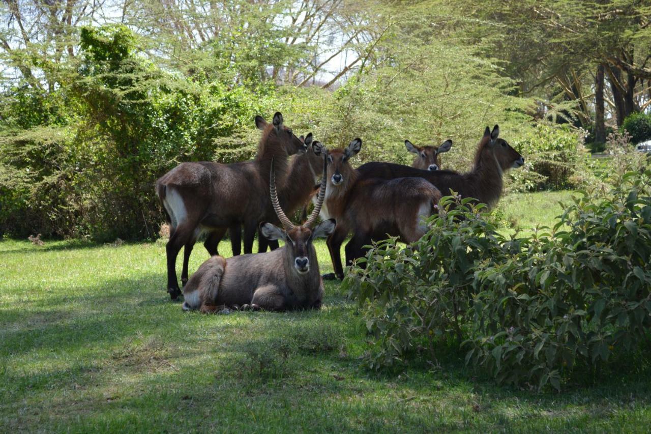 Lake Naivasha Crescent Camp ภายนอก รูปภาพ